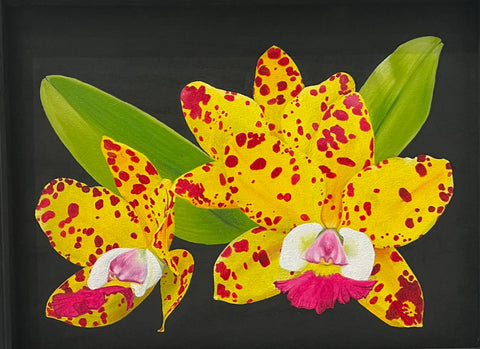 Lana Kohn: Cattleya Gem